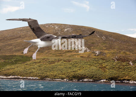Tussock grass su Westpoint island nelle isole Falkland largo Argentina, Sud America con un nero Browed Albatross, Thalassarche melanophris. Foto Stock