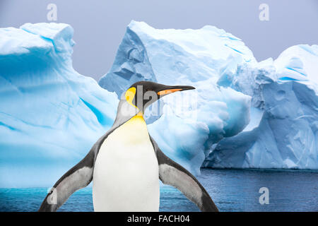 Pinguino reale e iceberg in Antartide. Foto Stock