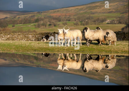 Hawes, Wensleydale, Yorkshire, Regno Unito. 27 Dic, 2015. Border Collie, Titch, radunare le pecore dopo le inondazioni in seguito tempesta Eva, vicino Hawes, Wensleydale, North Yorkshire. Gravi inondazioni nelle scorse settimane ha visto molte centinaia di capi di bestiame spazzato via, con oltre 2000 scomparsi dopo la tempesta Desmond. Credito: Wayne HUTCHINSON/Alamy Live News Foto Stock