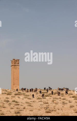 Umm ar-Rasas, Giordania Foto Stock
