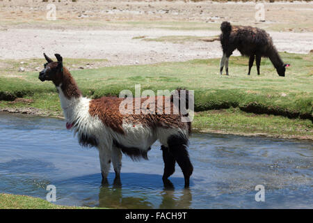 Llama (lama glama) pascolare sull'altipiano della Bolivia, Bolivia, SUD AMERICA Foto Stock