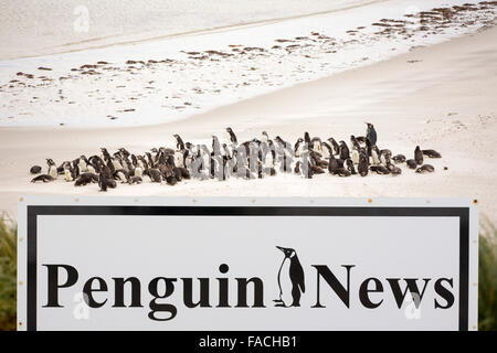 I pinguini di Magellano, Spheniscus magellanicus e una solitaria pinguino reale a Gypsy cove vicino a Port Stanley in Malvine, off Arge Foto Stock