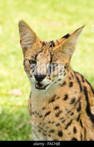 Serval (Leptailurus serval), ritratto, 2 anni, captive, Africa Foto Stock