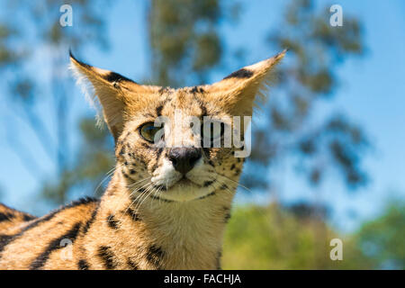 Serval (Leptailurus serval), ritratto, 2 anni, Africa, captive Foto Stock