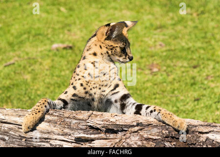 Serval (Leptailurus serval), 2 anni, Africa, captive Foto Stock