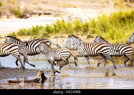 Zebre corre in acqua Foto Stock