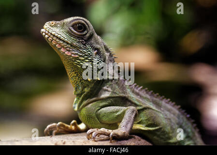 Acqua cinese dragon (Physignathus cocincinus) è una specie di drago lizard nativa per la Cina e Indocina. Foto Stock