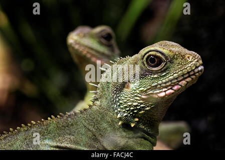 Acqua cinese dragon (Physignathus cocincinus) è una specie di drago lizard nativa per la Cina e Indocina. Foto Stock