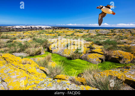 Le alghe verdi e lichene giallo sul farne Islands, Northumberland, Regno Unito con un Puffin sorvolano. Foto Stock