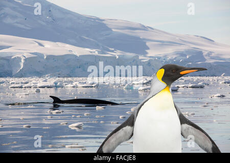 Le balene di Minke(Balaenoptera acutorostrata) alimentazione in stretto di Gerlache separando la Palmer Arcipelago dall'Antartico penna Foto Stock