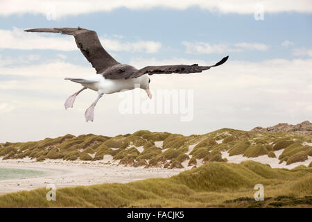 Gypsy Cove vicino a Port Stanley nelle isole Falkland con un nero Browed Albatross. Foto Stock