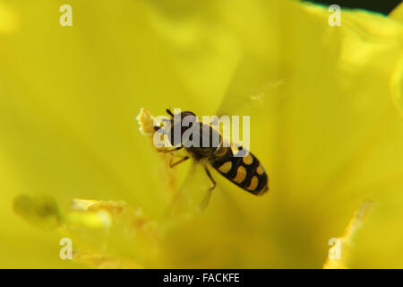 Hoverfly maschio (Eupeodes luniger) prendendo il largo da Evening Primerose (oenothera) fiore Foto Stock