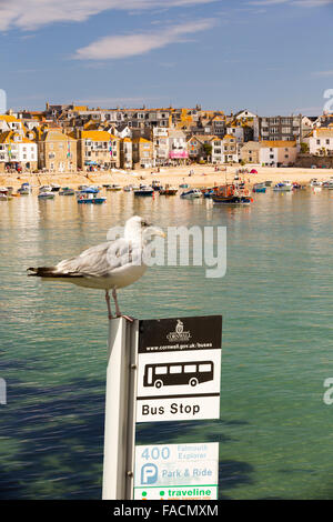 St Ives harbour ad alta marea, Cornwall, Regno Unito con un gabbiano di aringa su un bus stop. Foto Stock