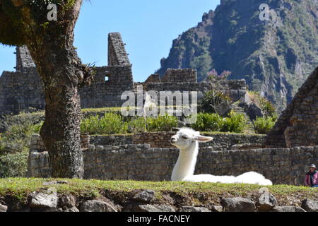 Un bianco llama appendere fuori a le rovine Inca di Machu Picchu, Perù Foto Stock
