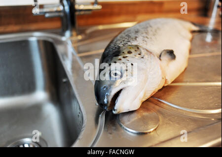 Salmone intero essendo preparato per la cottura al lavello da cucina Foto Stock