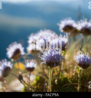 I fiori dei Pirenei Foto Stock