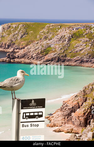 Porthcurno Beach in West Cornwall, Regno Unito, guardando verso il teatro Minack con un gabbiano di aringa su un bus stop. Foto Stock