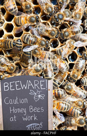Un alveare a Cockermouth, Cumbria, Regno Unito che è stato infettato e danneggiata dal Varoa acari. Il Varoa acaro è un parassita del levigatore Foto Stock