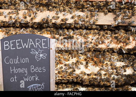 Un alveare a Cockermouth, Cumbria, Regno Unito che è stato infettato e danneggiata dal Varoa acari. Il Varoa acaro è un parassita del levigatore Foto Stock