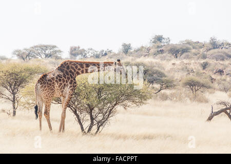 Una giraffa tra alberi di acacia su un gioco fattoria nel Northern Cape Karoo regione del Sud Africa Foto Stock