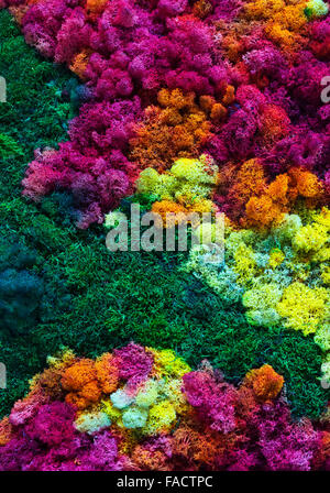 Natura sfondo colorato. Vista la pityriasis versicolor e anophyte verde Foto Stock