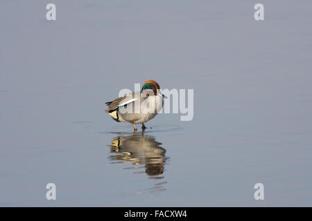 Teal, Eurasian Teal, Anas crecca, Drake su ghiaccio, Foto Stock