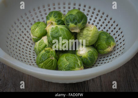 I cavoletti di Bruxelles in un colapasta per il lavaggio Foto Stock