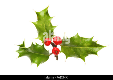 Rametto di agrifoglio con tre foglie e tre bacche mature isolata contro bianco Foto Stock