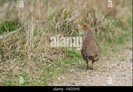 Grigio maschio Partridge-Perdix perdix. Molla. Regno Unito Foto Stock