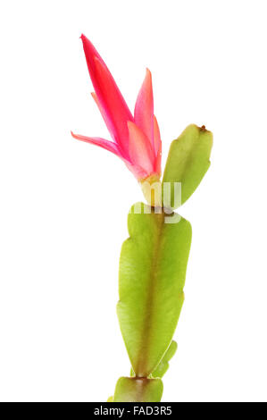 Natale Rosso fiore di cactus isolata contro bianco Foto Stock