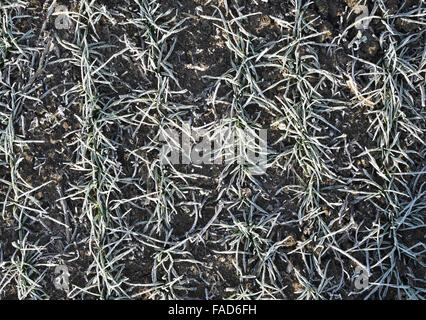 Campo di grano di inverno. Brina sulle foglie di germogli di grano. Foto Stock