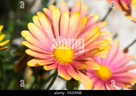Rosa e giallo / Osteospermum Cape Daisy della soleggiata bella varietà su un luminoso giorno Foto Stock