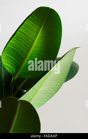 Grandi foglie verdi di ficus su uno sfondo neutro Foto Stock