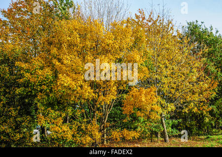 Il colore degli alberi in autunno Yorkshire Ray Boswell Foto Stock