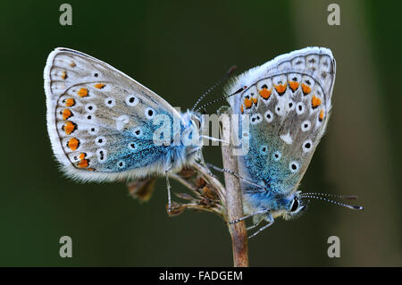 Due comuni farfalle blu a riposo su un gambo REGNO UNITO Foto Stock