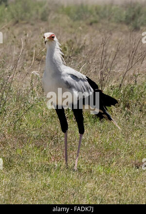 Segretario Bird Tanzania Africa orientale Foto Stock