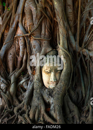 Testa di una statua del Buddha, ricoperta da un strangler fig (Ficus religiosa), Wat Maha That, Ayutthaya, Thailandia Foto Stock