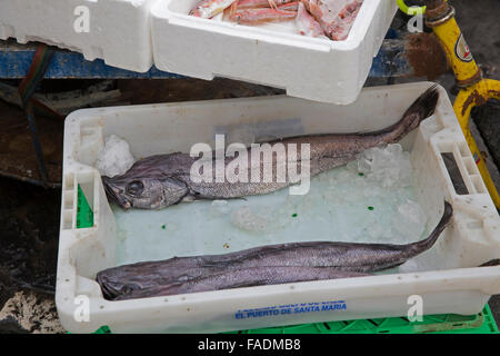 Pesce per la vendita su un angolo di strada in Cadiz Spagna Foto Stock