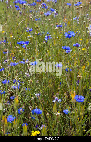 Ritratto di formato di immagine Cornflowers cresce allo stato selvatico in Lordington Fattoria di Lavanda in West Sussex vicino a Chichester Foto Stock