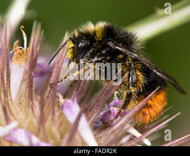 Red-tailed bumblebee (Bombus lapidarius) maschio nectaring su Thistle. Un maschio di alimentazione delle api su spear thistle in tarda estate Foto Stock