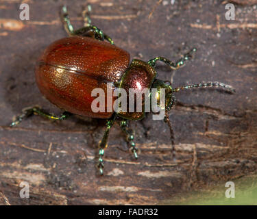 Chrysolina polita beetle. Una foglia beetle visto dal di sopra, che mostra chiaramente le antenne Foto Stock