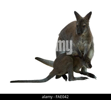 Rosso-un wallaby dal collo con il bambino. Isolato su sfondo bianco Foto Stock