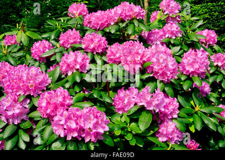 Lavanda fioritura di rododendro in tarda primavera lungo la Blue Ridge Parkway, North Carolina, Stati Uniti d'America. Foto Stock