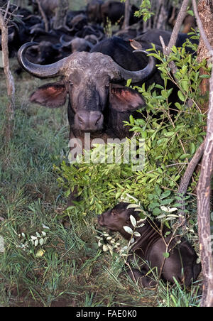 Una donna africana di Buffalo custodisce il suo vitello che viene camuffato da fogliame durante il riposo come l'allevamento foraggi sulle erbe durante la notte nel MalaMala Game Reserve in Sud Africa. Noto anche come Cape Buffalo (Syncerus caffer), questi grandi mammiferi cornuto sono tra i Big pericoloso gioco di cinque animali più ricercati dai fotografi e sportivi su safari. Altri su tale elenco sono il leone, Leopard, elefante e rinoceronte. Foto Stock