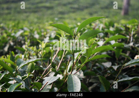 Un tea garden a Jaflong in Sylhet, Bangladesh Foto Stock
