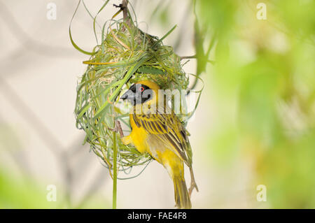 Maschio mascherato meridionale Weaver Costruire il suo nido utilizzando strisce di foglie di palma Foto Stock