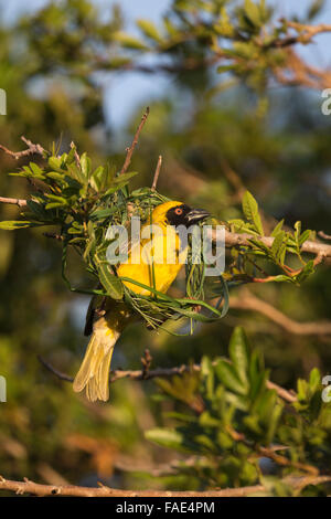 Sud Tessitore mascherato (Ploceus velatus) edificio nido, Western Cape, Sud Africa Foto Stock