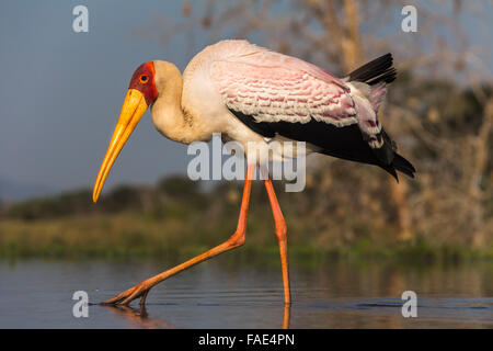 Cicogna Yellowbilled (Mycteria ibis), Zimanga riserva privata, KwaZulu-Natal, Sud Africa Foto Stock