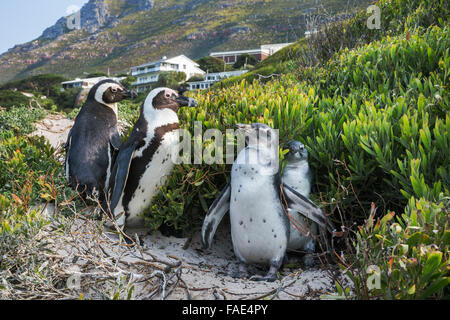 I Penguins africani (Spheniscus demersus) coppia con pulcini su Foxy Beach, Table Mountain National Park, Simon's Town, Cape Town, così Foto Stock