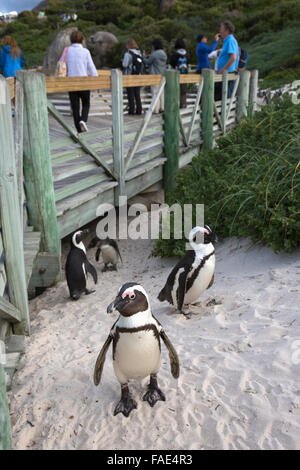 I Penguins africani (Spheniscus demersus) colonia con accesso per i turisti su Foxy Beach, Table Mountain National Park, Città di Simon Foto Stock